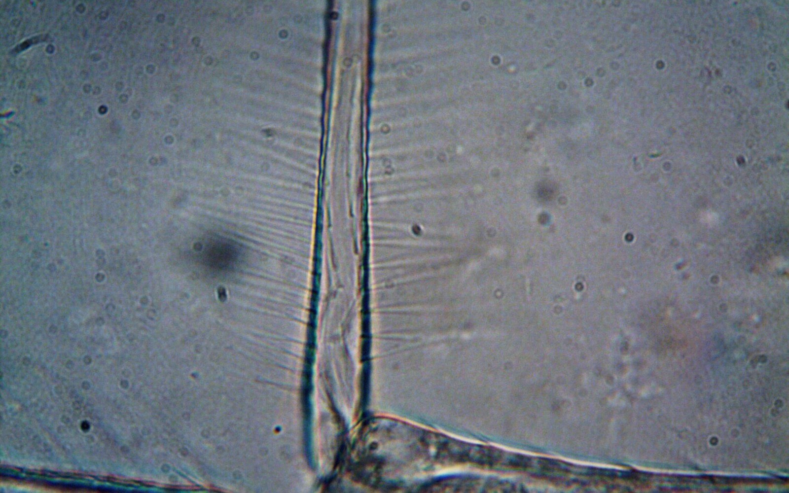 Microscopic view of a fine vertical crack radiating through a translucent material's surface